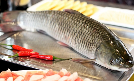 草魚.jpg