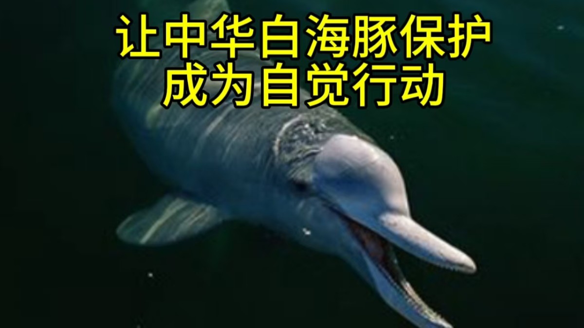讓中華白海豚保護(hù)成為自覺(jué)行動(dòng)