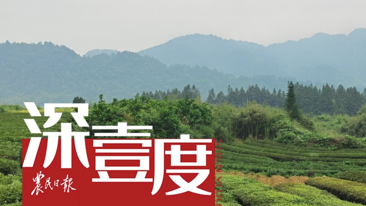 貴州抹茶：從隱形賽道殺出熱搜爆款