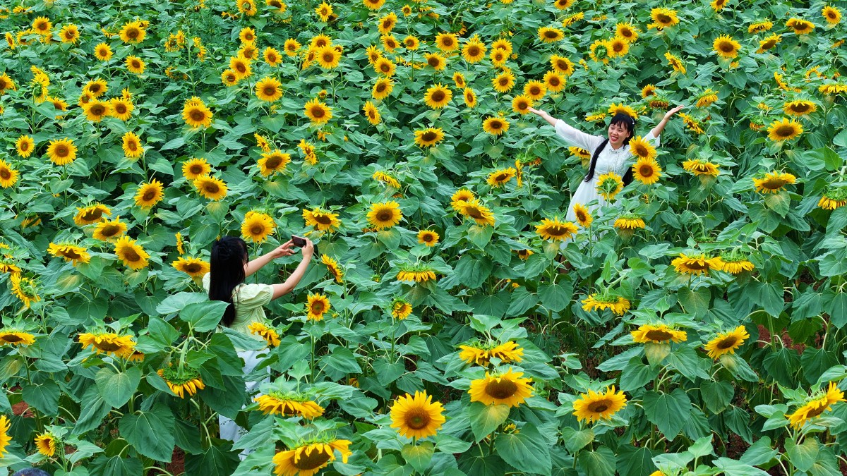 四川仁壽：葵花朵朵開(kāi) 美景引客來(lái)