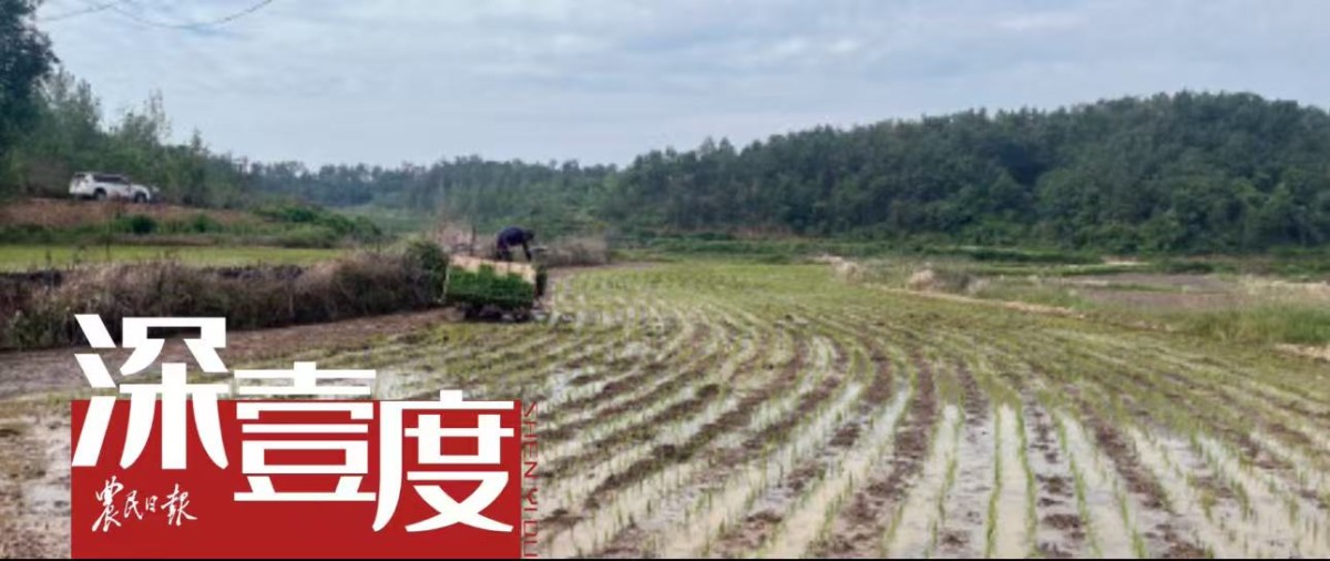 賣糧紀(jì)事