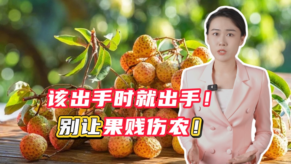 該出手時(shí)就出手！別讓果賤傷農(nóng)！→點(diǎn)擊播放視頻