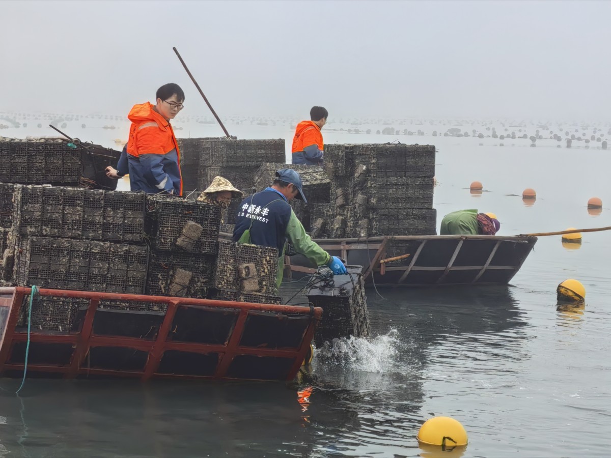 福建連江：鮑魚養(yǎng)殖吃上了“營養(yǎng)配餐”