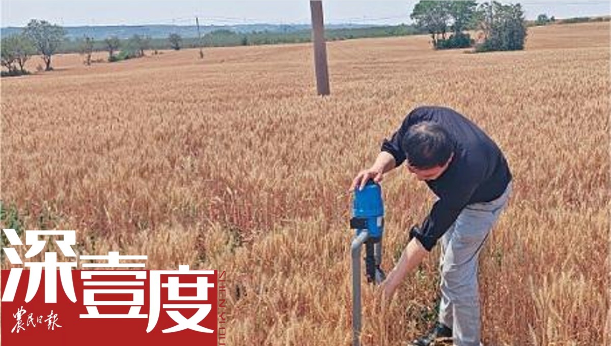 小麥第一省闖旱關