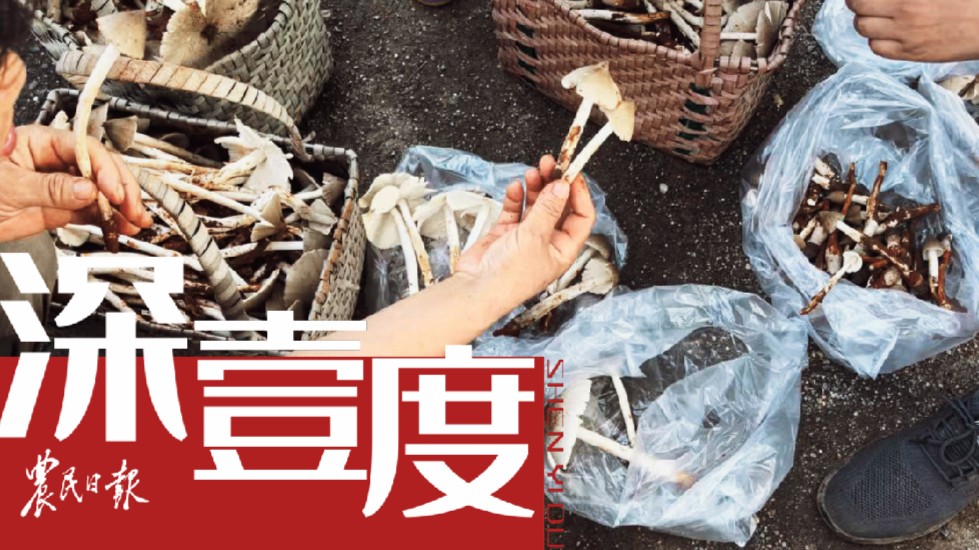 “瘋狂”的夏至菇