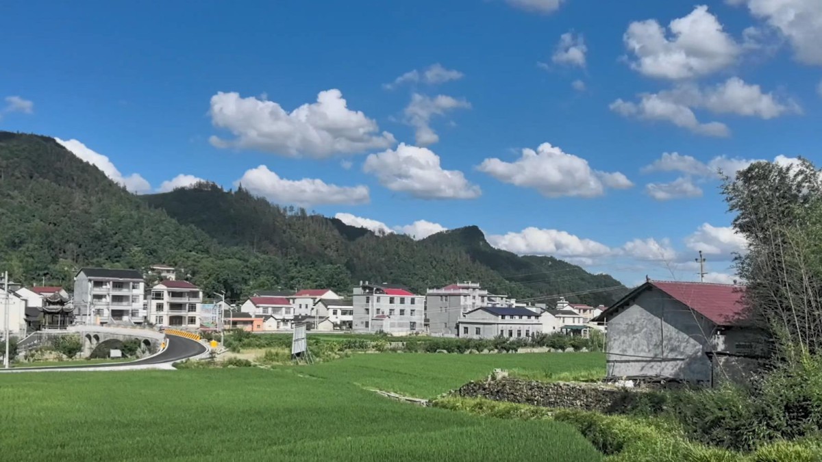 湖南永順：莓茶成為鄉(xiāng)村振興的“綠色引擎”