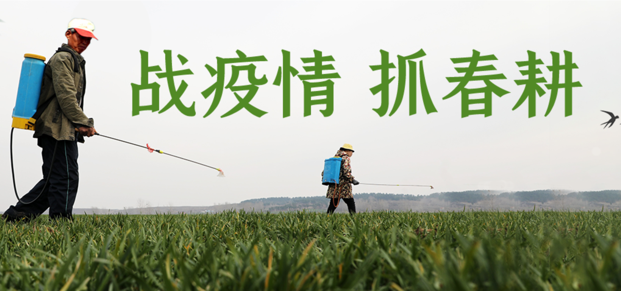 戰(zhàn)疫情，抓春耕
